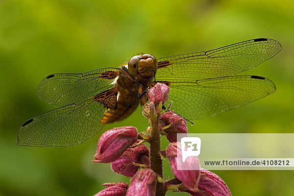 Broad-bodied Chaser (Libellula depressa)on a Dictamnus  Germany