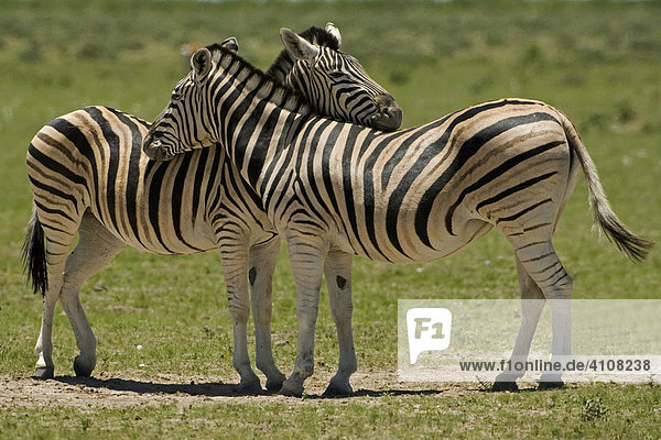 Zebras  Etosha Nationalpark  Namibia  Afrika
