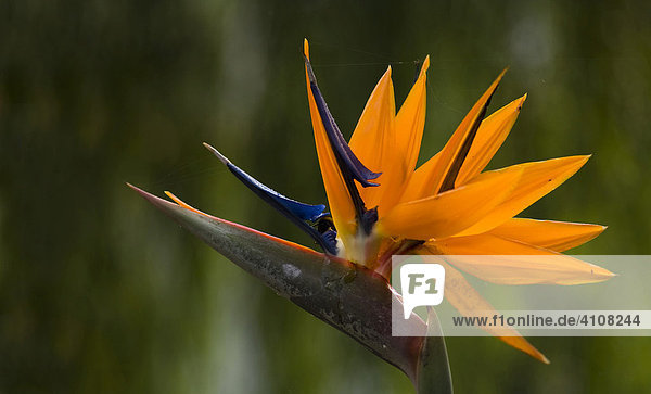Bird of Paradise (Strelitzia) blossom  Madeira  Portugal  Europe