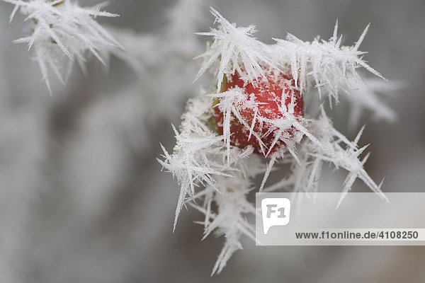 Frost-covered rose hip in wintertime  ice crystals