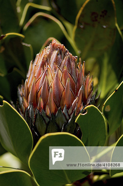 Sugarbush (Protea) blossom  Harold Porter National Botanical Garden  Betty's Bay  South Africa  Africa