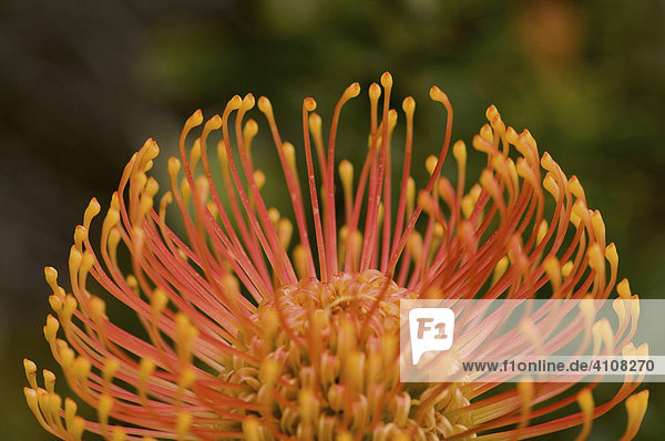Blüte einer Protea  Harold Porter National Botanical Garden  Betty's Bay  Südafrika  Afrika