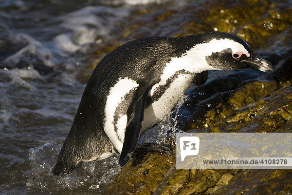 African- or Blackfooted Penguin (Spheniscus demersus)  Betty's Bay  South Africa  Africa
