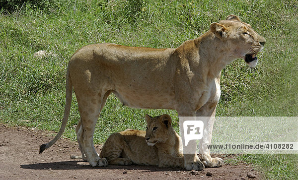 Lioness (Panthera leo) with cub  Serengeti National Park  Tanzania  Africa