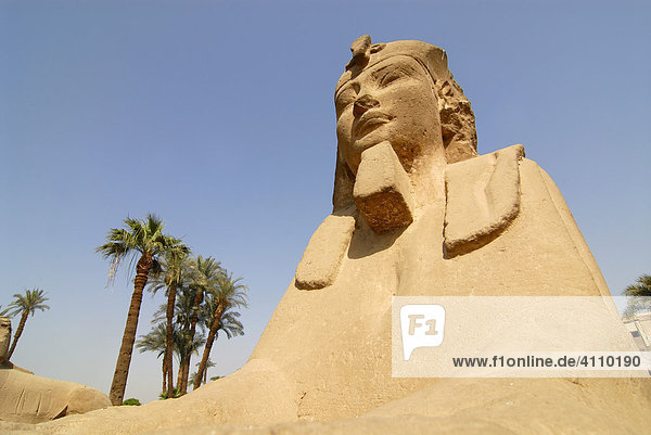 Sphinx in Karnak Tempel  Luxor  Ägypten