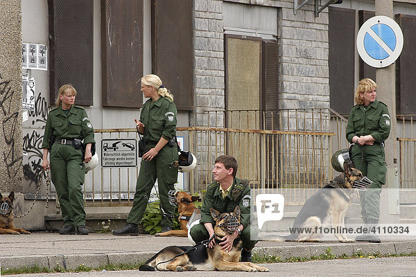 Polizeihundeführer der Einsatzbereitschaft bei ihren Deutschen Schäferhunden