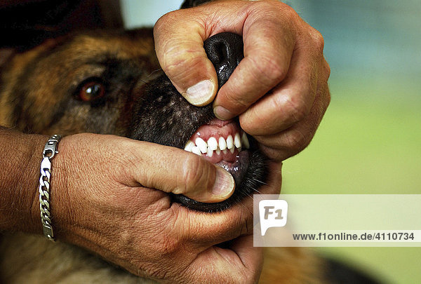 Zeig Die Zahne Kraftige Mannerhande Ermoglichen Die Gebisskontrolle Bei Eine Deutschen Schaferhund