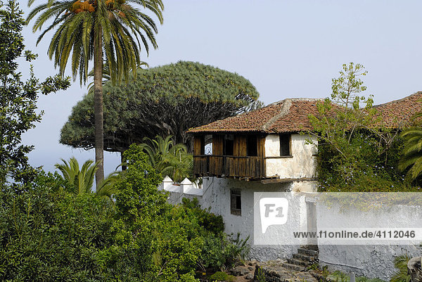 Haus der Inquisition mit Drachenbaum Drago Milenario  Icod de los Vinos  Teneriffa  Kanarische Inseln  Spanien