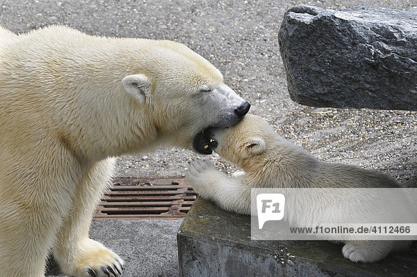 Polar bear cub Wilbaer and mother Corinna during their first public appearance Wilhelma Zoo in Stuttgart Baden-Wuerttemberg Germany Europe