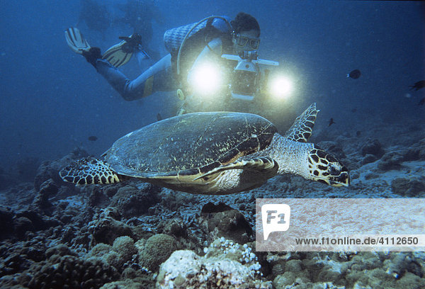Sea Turtle (Cheloniidae) and scuba diver  underwater photograph  Indian Ocean