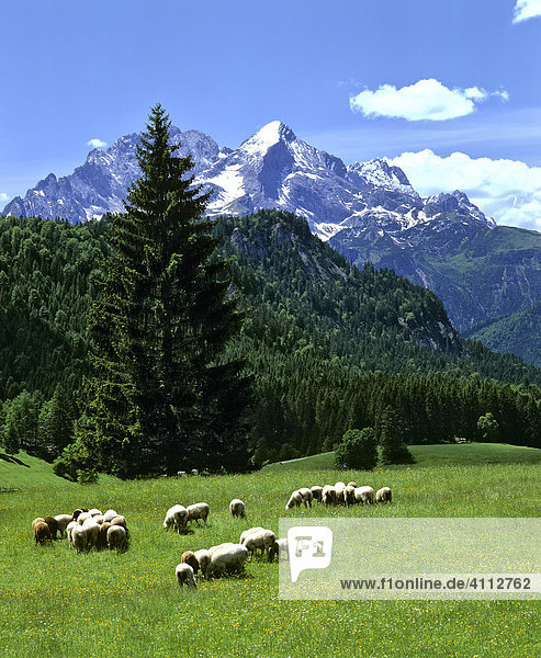 Schafherde auf einer Alm  Wettersteingebirge  Garmisch-Partenkirchen  Oberbayern  Deutschland