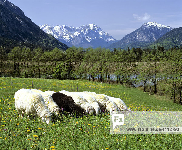 Das Schwarze Schaf  Schafherde  Frühlingswiese  Gebirgslandschaft bei Eschenlohe  Oberbayern  Deutschland