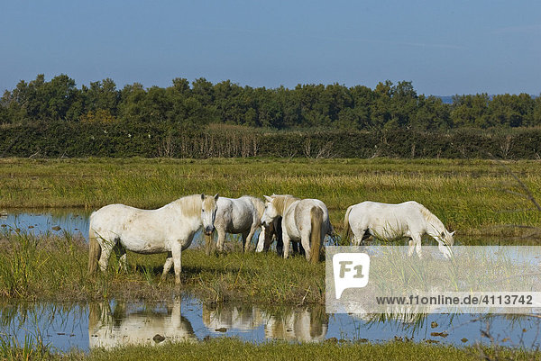 Weiße Pferde im Marais Salants  Camargue  Provence-Alpes-Cote d Azur  Frankreich