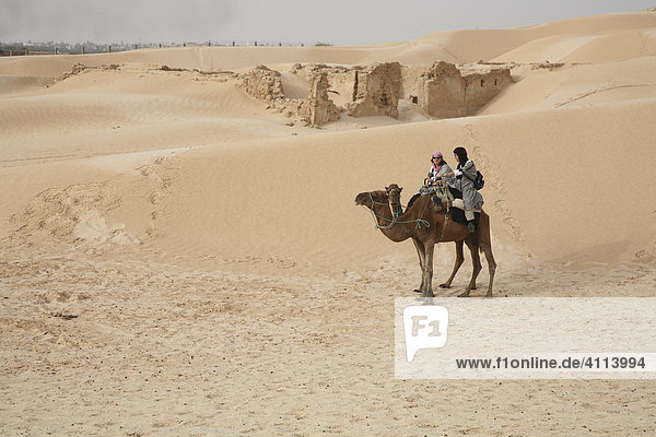Camel rider in the Sahara  Douz  Tunisia