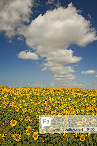 Field of Sunflowers  Sevastopol  Crimea  Ukraine  South-Easteurope  Europe
