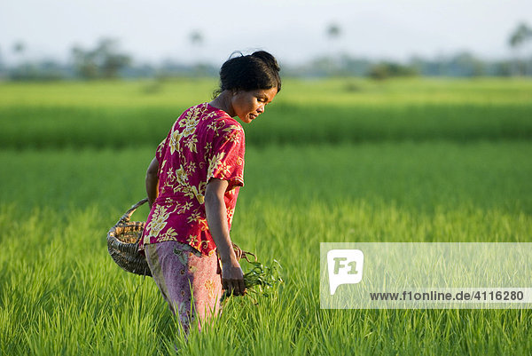 Bäuerin in einem Reisfeld  Takeo Province  Kambodscha