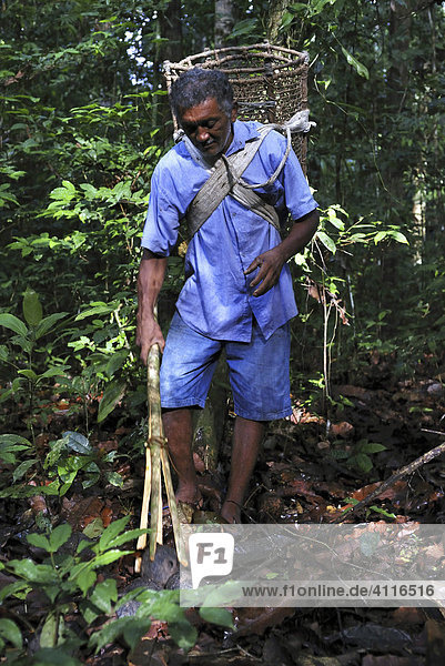 Sammler von Paranüssen (Castanheiro) im Amazonas-Regenwald  Amapa  Brasilien