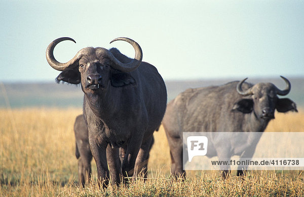 Büffel  Masai Mara  Kenia  (lat. Syncerus caffer)