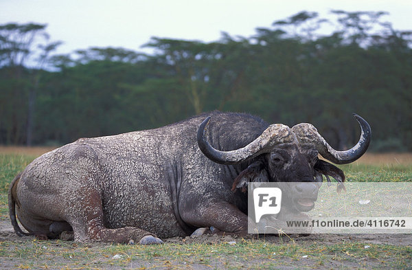 Liegender Büffel  Nakuru  Kenia  (lat. Syncerus caffer)