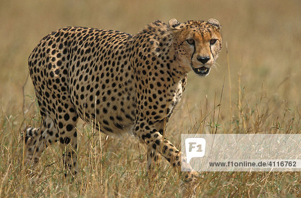Gepard  Masai Mara  Kenia  (lat. acinonyx jubatus)