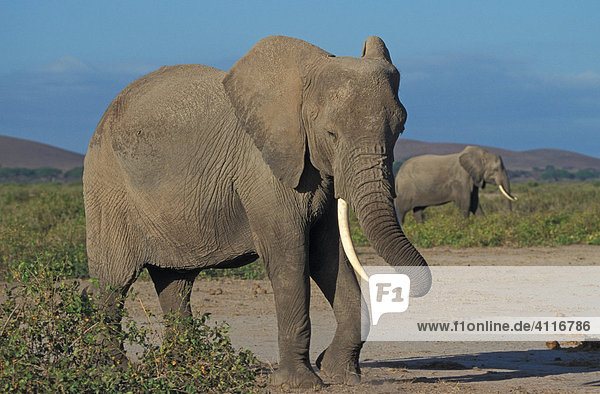 Elefant  Samburu-NP  Kenia  (lat loxodonta africana)