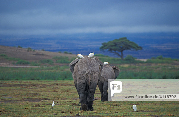 Elefanten Amboseli-NP  Kenia  (lat loxodonta africana)