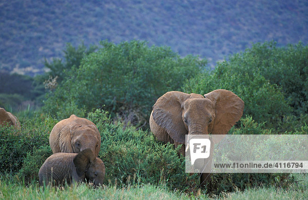 Elefanten in Samburu  Kenia  (lat. loxodonta africana)