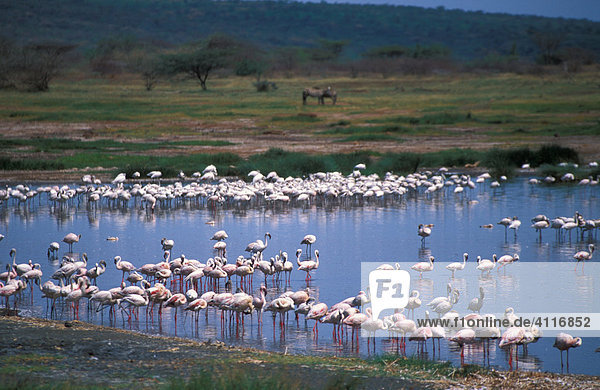 Flamingos in Bogoria  Kenia (Phoenicopterus minor)