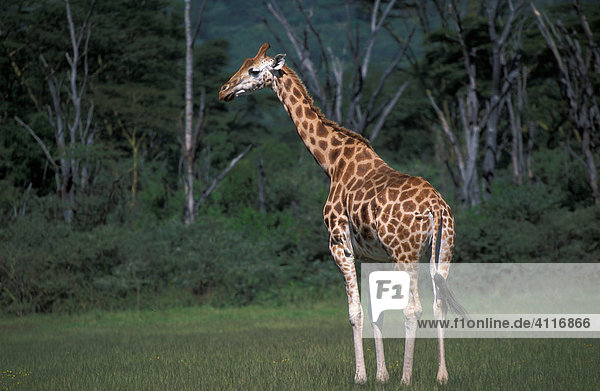 Rothschildgiraffe  Nakuru-NP  Kenia  (lat. giraffa rotschildi)