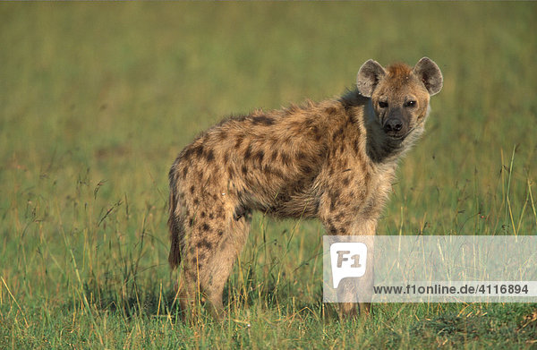 Junge Hyäne  Masai Mara  Kenia (lat. Crocuta crocuta)