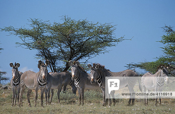 Grevyzebra  Samburu  Kenia  (lat. equus grevyi)