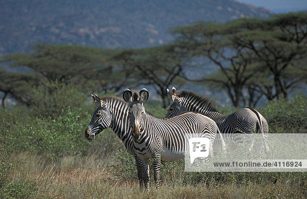 Grevy Zebras  Samburu  Kenia  (lat. equus grevyi)