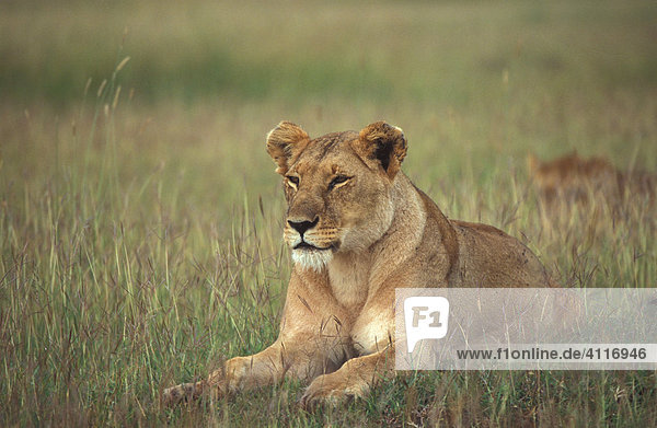 Ruhende Löwin  Masai Mara  Kenia (lat. panthera leo)