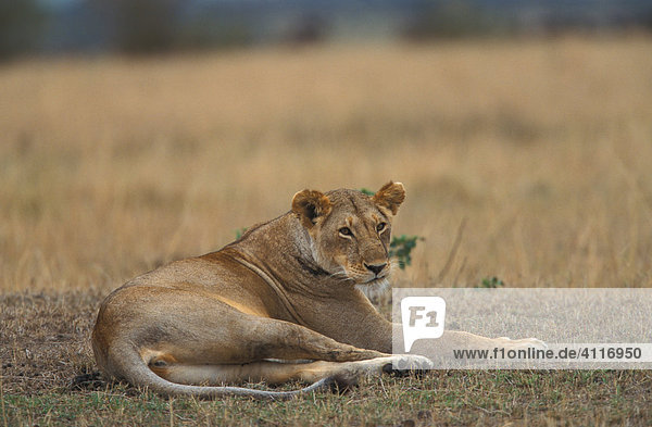 Ruhende Löwin  Masai Mara  kenia  (lat. panthera leo)