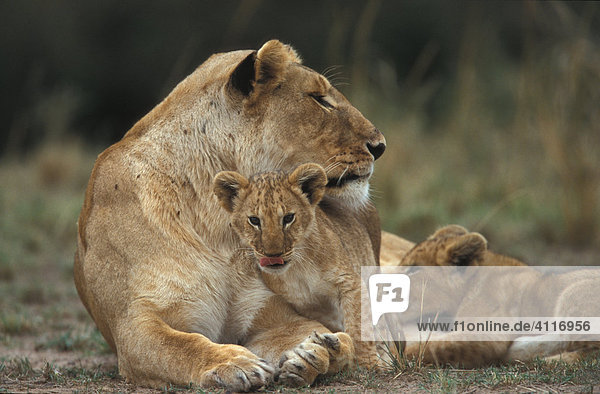 Löwenfamilie  Masai Mara  Kenia (lat. panthera leo)