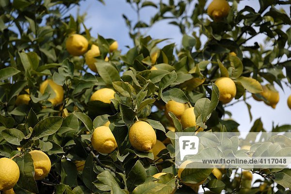Zitronen am Baum  Citrus limon
