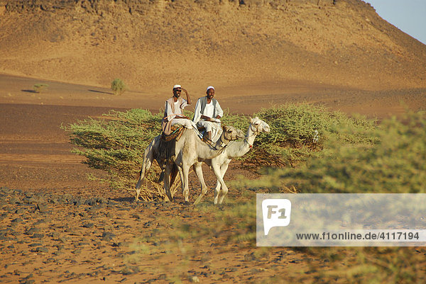 Nomads on camels  Meroe  Sudan