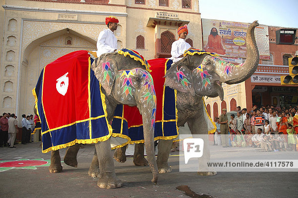 Elephants at the Gangaur Festival  Jaipur  Rajasthan  India