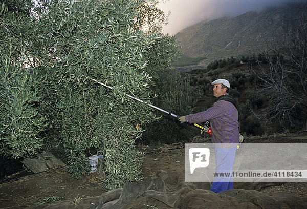 Bauer bei der Olivenernte mit dem Rüttelstab  Provinz Jaen  Andalusien  Spanien