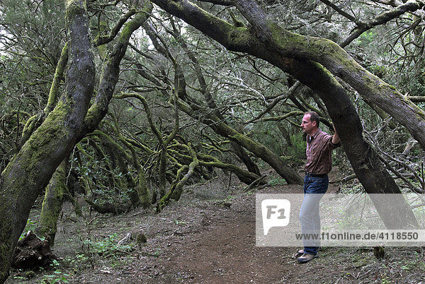 Virgin laurel forest in Garajonay national park  La Gomera Island  Canary Islands  Spain  Europe