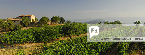 Vineyard estate near the town of Bonnieux  Provence  France