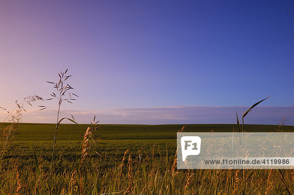 Flat farmland on the Canadian Prairies - Alberta  Canada