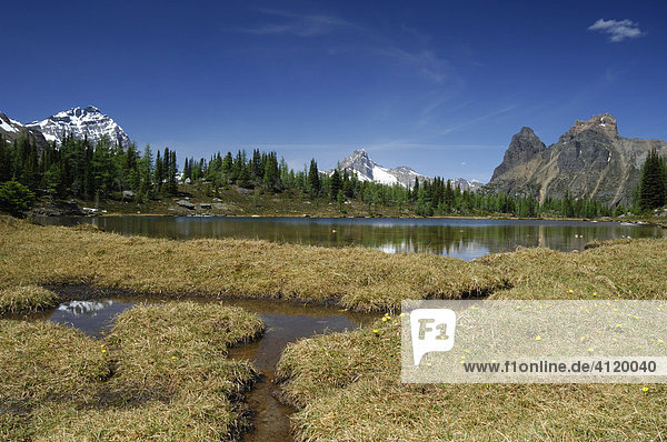 Opabin Plateau  Lake O'Hara  Yoho National Park  British Columbia  Canada