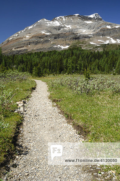 Hiking trail in the Lake O'Hara area of Yoho National Park  British Columbia  Canada