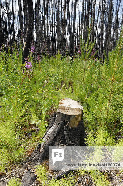 Remants of a forest fire (1995) and new growth in the Mariana Lake area south of Fort McMurray  Alberta  Canada
