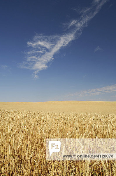 Wheat field  Southern Saskatchewan  Canada