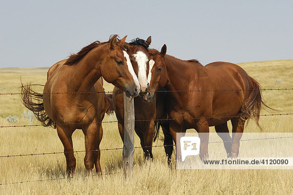 Three horses huddle together along a fence line on the Prairies - Southern Saskatchewan  Canada