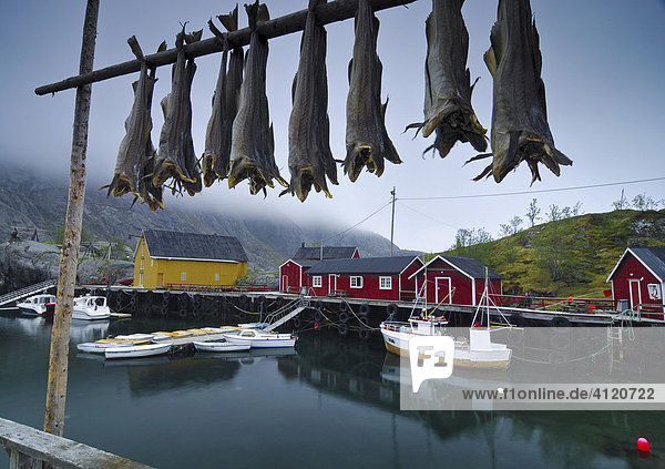 Trocknender Kabeljau auf den Lofoten  Nußfjord  Norwegen  Skandinavien  Europa