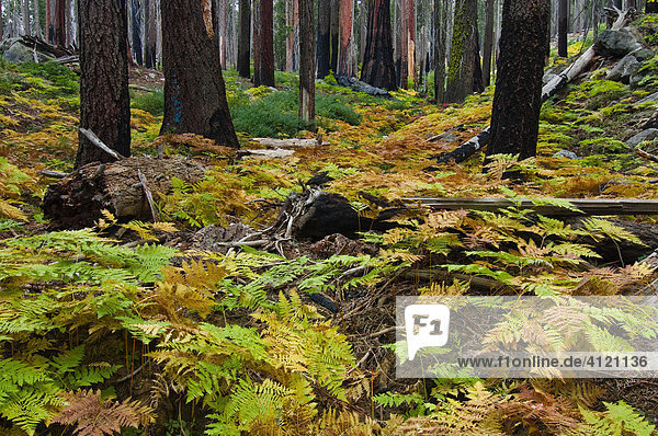 Dichter Farnbewuchs (Pteridophyta) am Waldboden  Sequoia Nationalpark  Kalifornien  USA  Nordamerika
