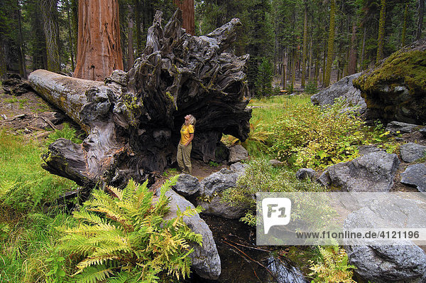 Frau steht vor riesiger Baumwurzel  Riesenmammutbaum (Sequoiadendron giganteum)  ausgebrannter Mammutbaum  Riesensequoia  im Sequoia Nationalpark  Kalifornien  USA  Nordamerika